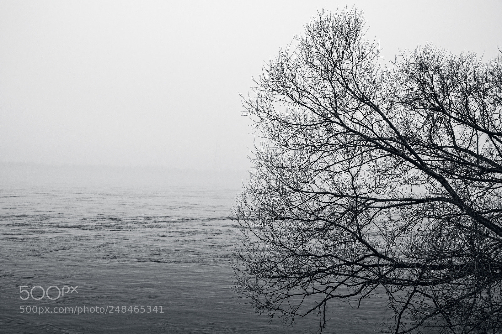 Nikon D5200 sample photo. Arbre photography
