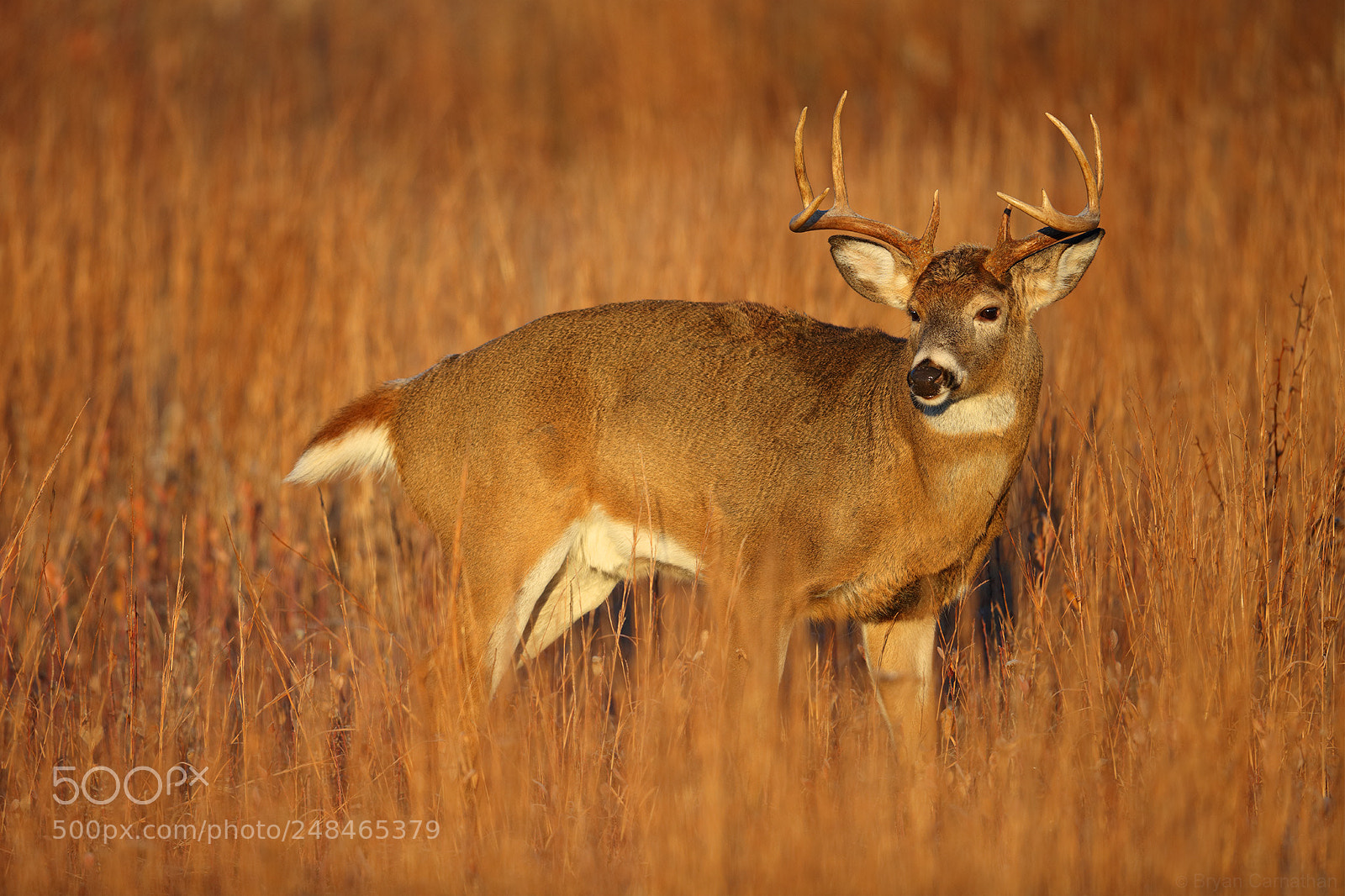 Canon EOS 5DS R sample photo. Big buck in early photography