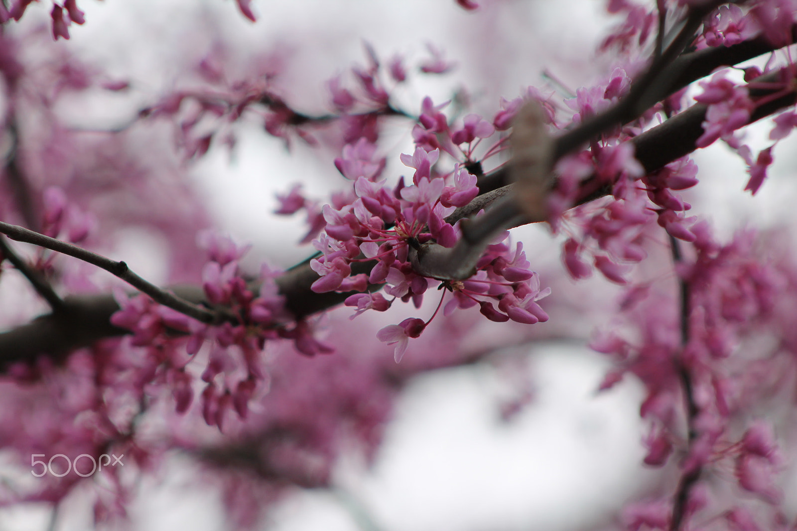 Canon EF 75-300mm f/4-5.6 sample photo. Red bud tree blooms photography