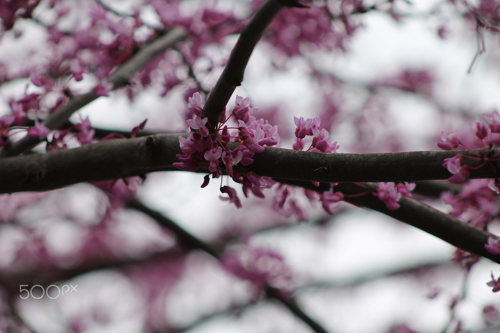 Canon EF 75-300mm f/4-5.6 sample photo. Red bud tree blooms photography