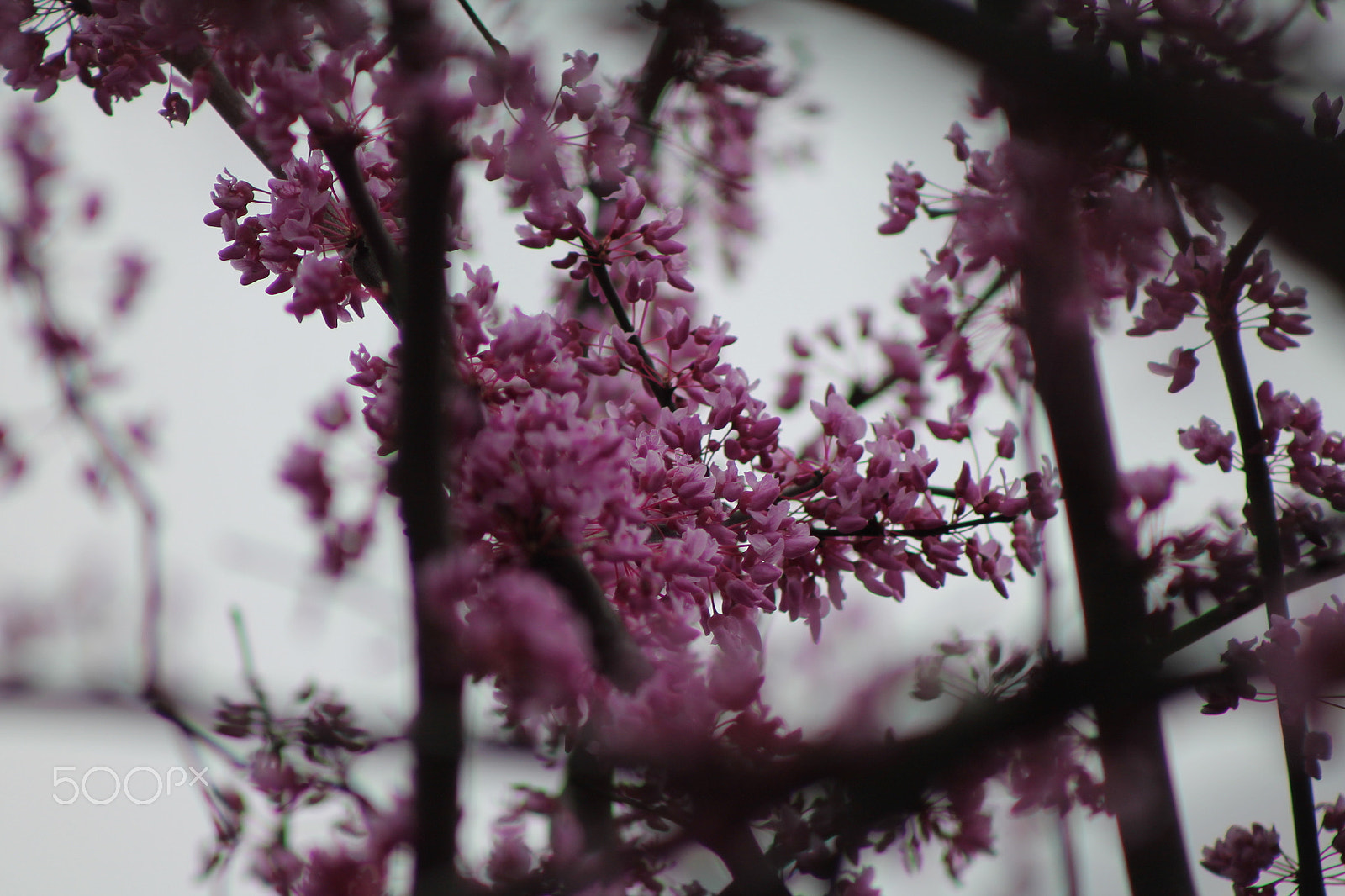 Canon EF 75-300mm f/4-5.6 sample photo. Red bud tree blooms photography