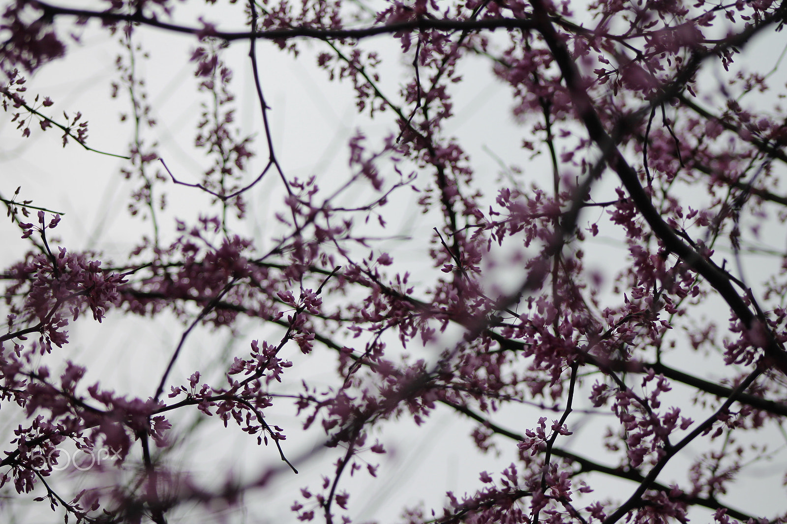 Canon EF 75-300mm f/4-5.6 sample photo. Red bud tree blooms photography