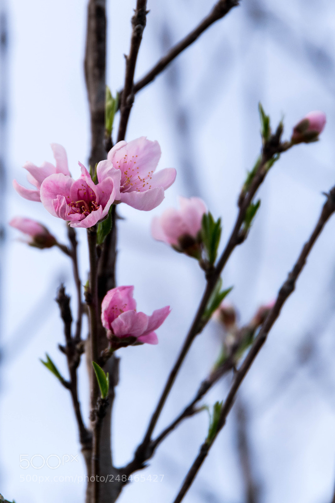 Nikon D850 sample photo. Peach blossoms photography