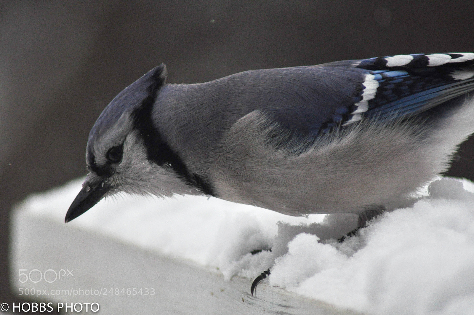 Nikon D90 sample photo. Mr. blue jay photography