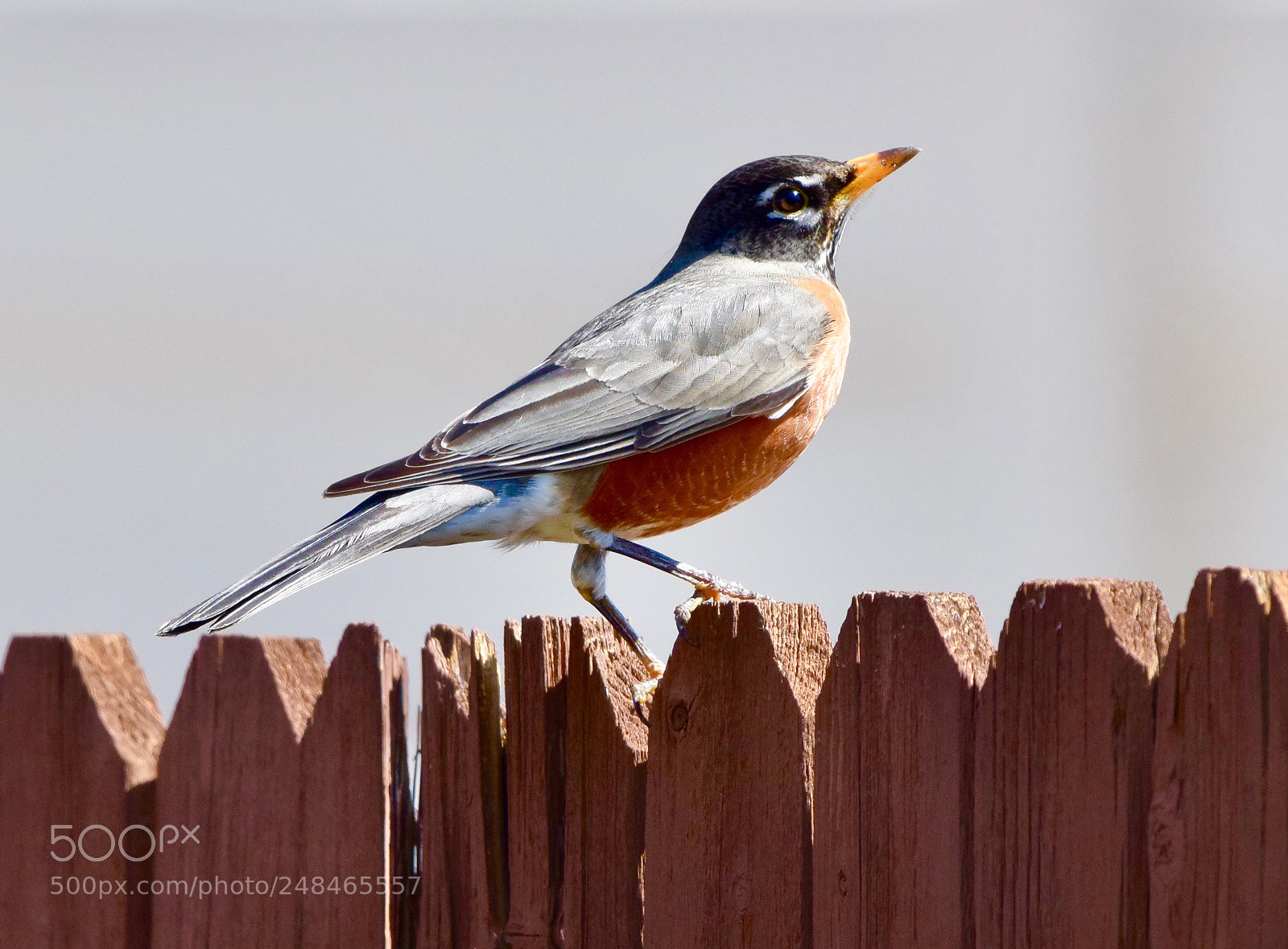 Nikon D5300 sample photo. Spring is here. photography