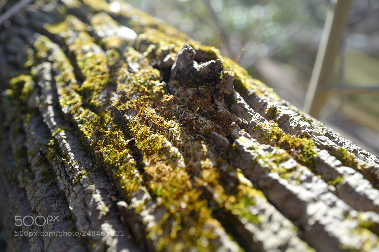 Leica Q (Typ 116) sample photo. The green thing photography