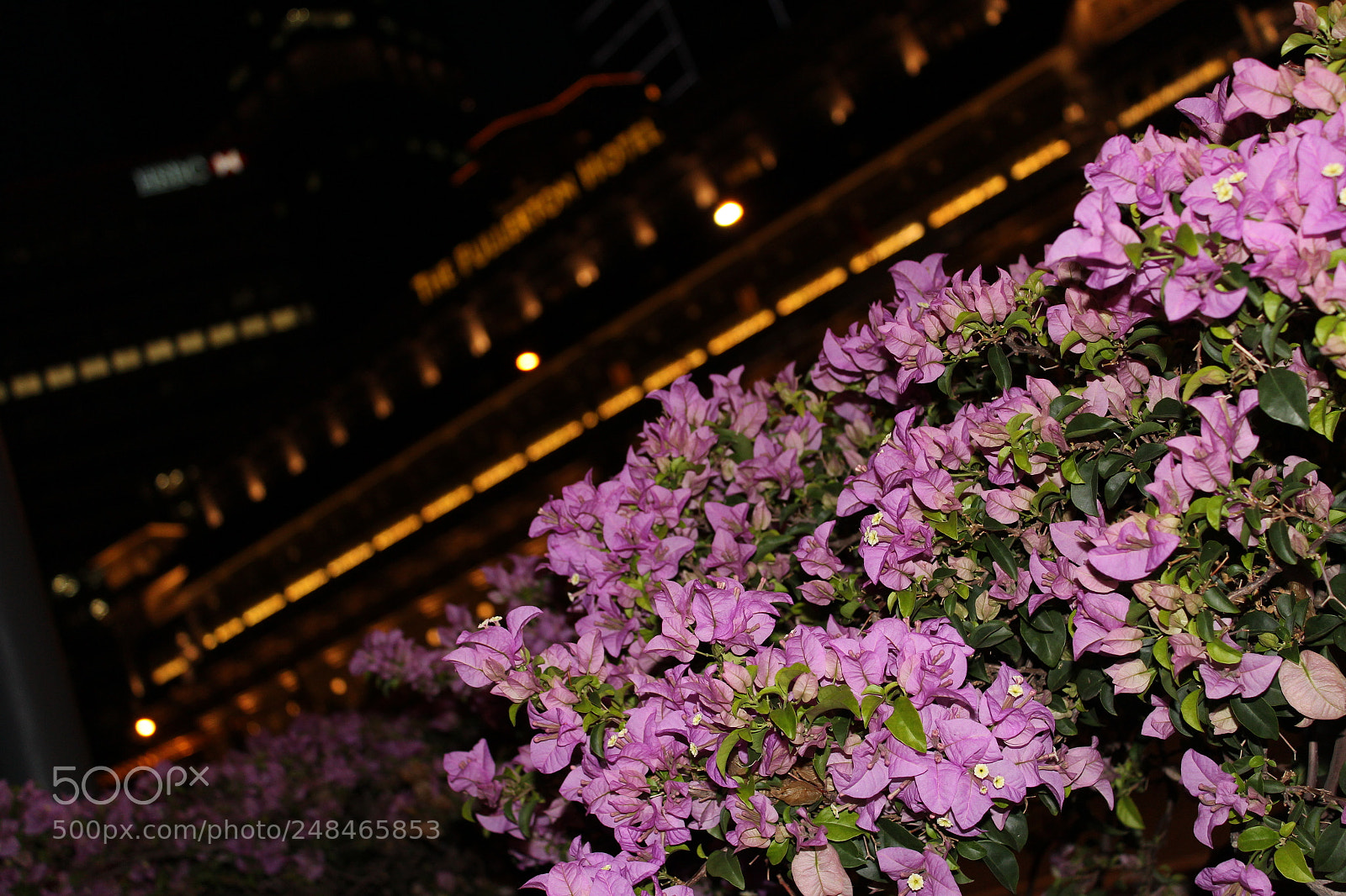 Canon EOS 600D (Rebel EOS T3i / EOS Kiss X5) sample photo. Nothing is purple photography