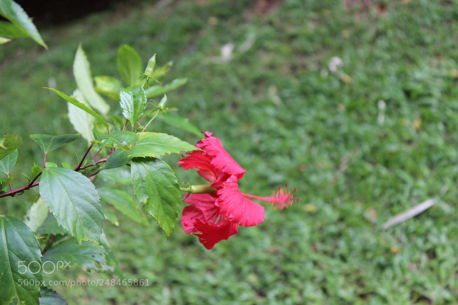 Canon EOS 600D (Rebel EOS T3i / EOS Kiss X5) sample photo. Touching leave photography