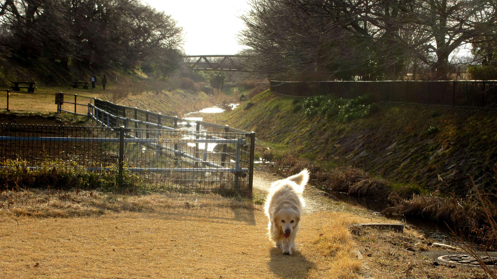 Canon PowerShot ELPH 360 HS (IXUS 285 HS / IXY 650) sample photo. A dog and a river photography