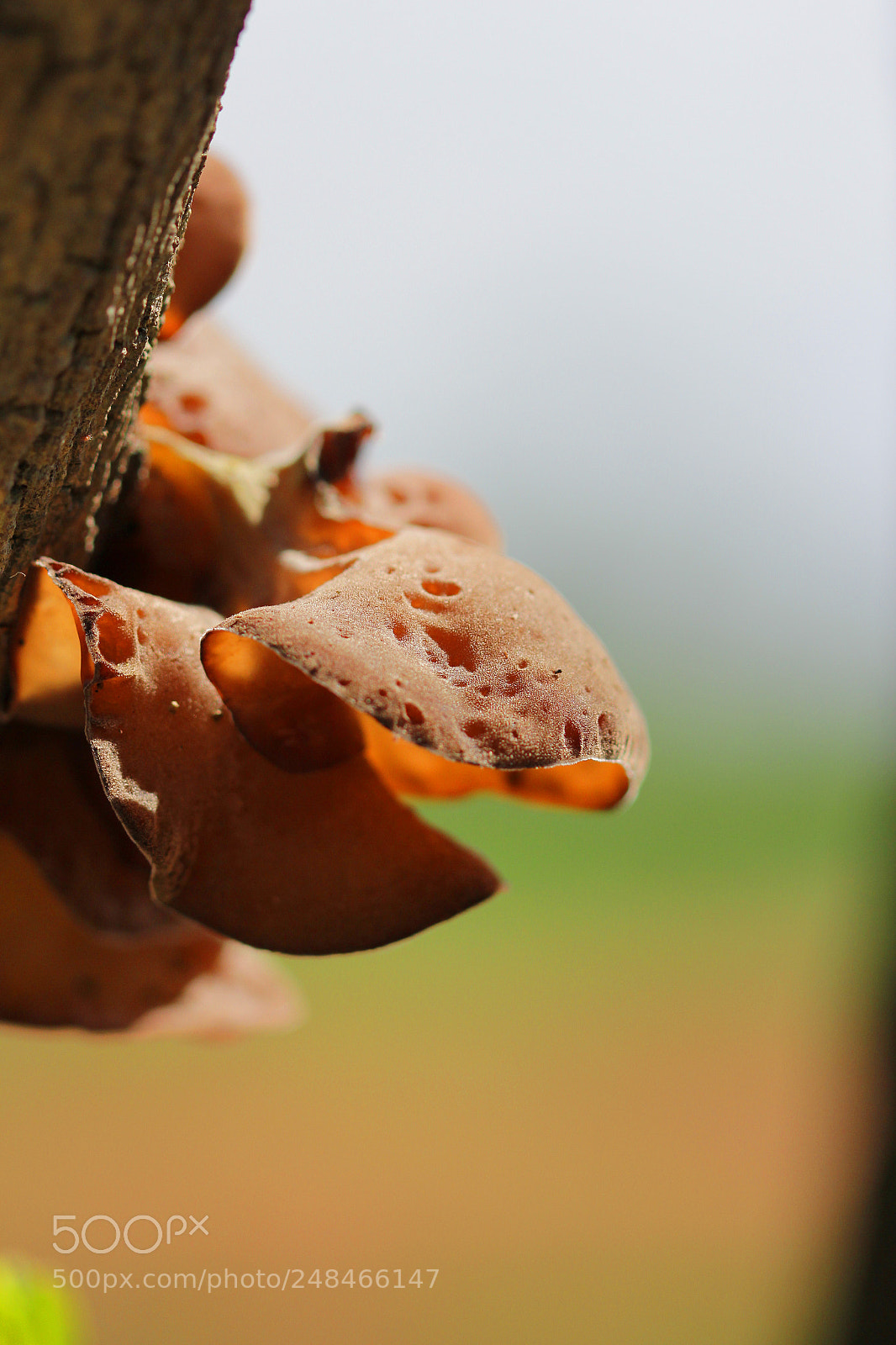 Canon EOS 60D sample photo. Nammeo photography