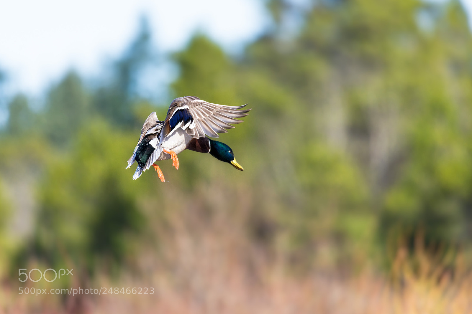 Nikon D610 sample photo. Mallard landing photography