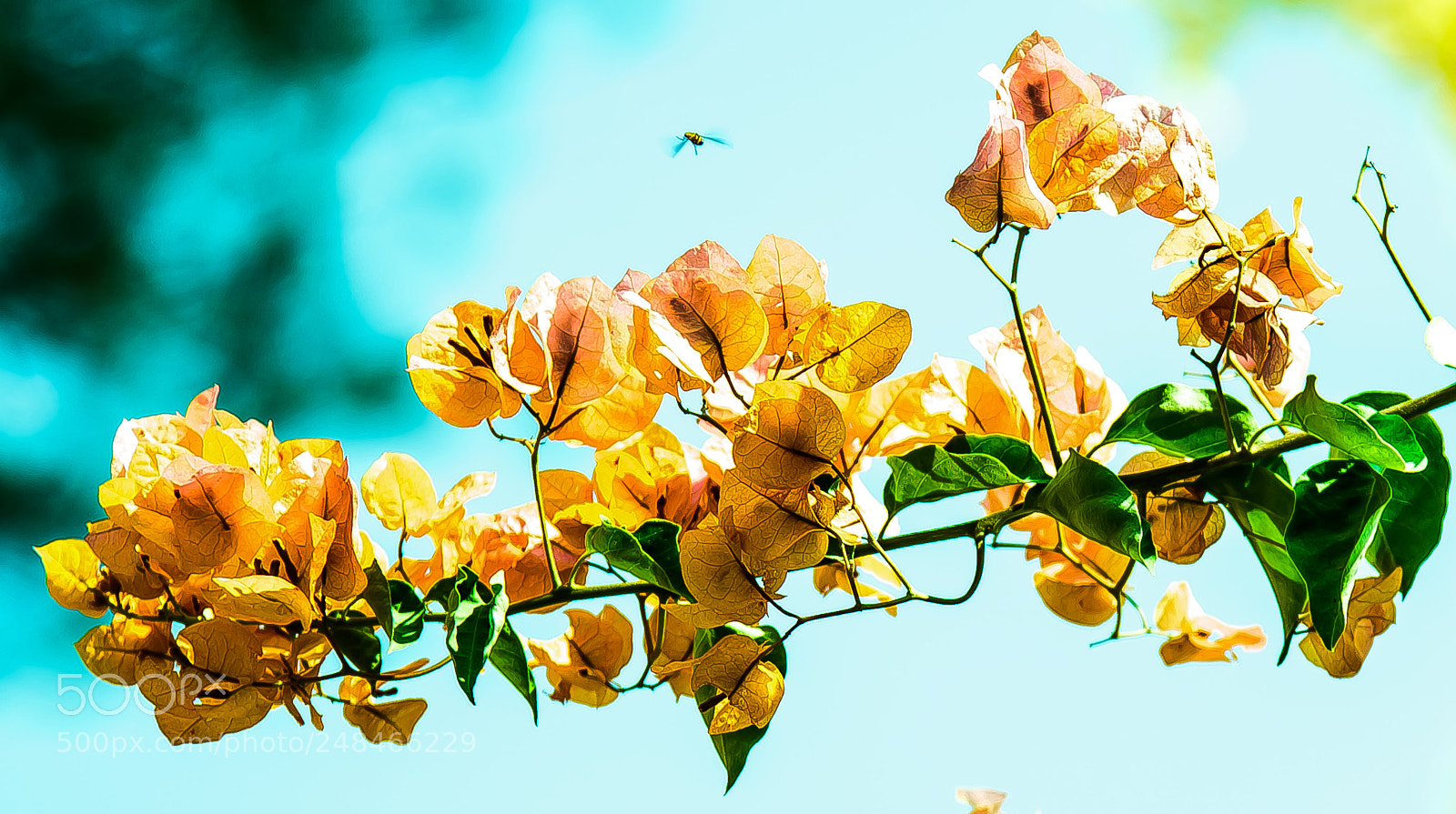 Nikon D810 sample photo. Bogeys are beautiful!! photography
