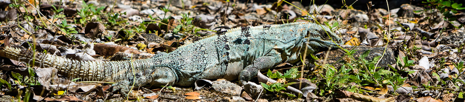 Canon EOS M3 sample photo. Lizard photography