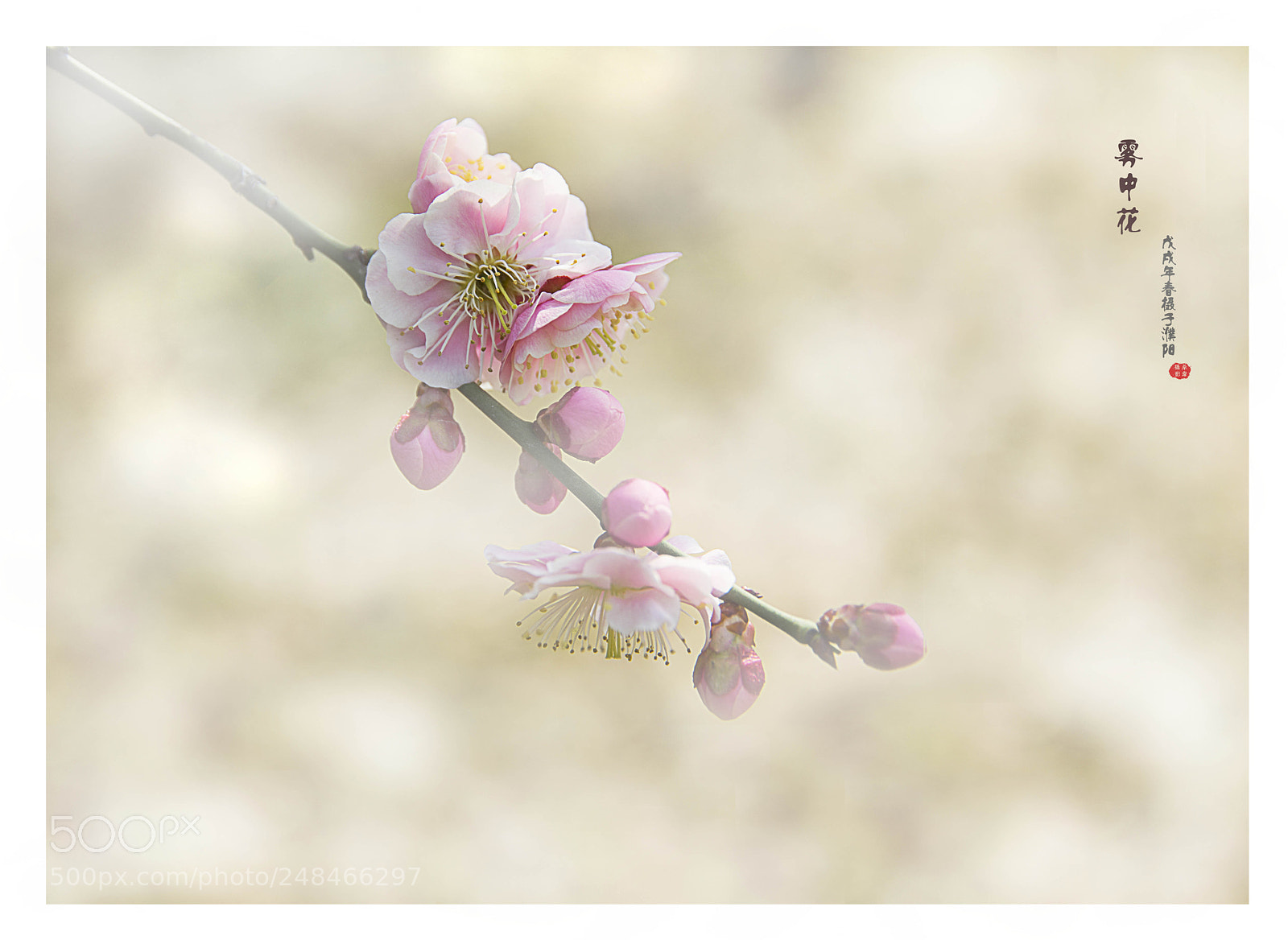 Canon EOS 60D sample photo. 雾中花 photography