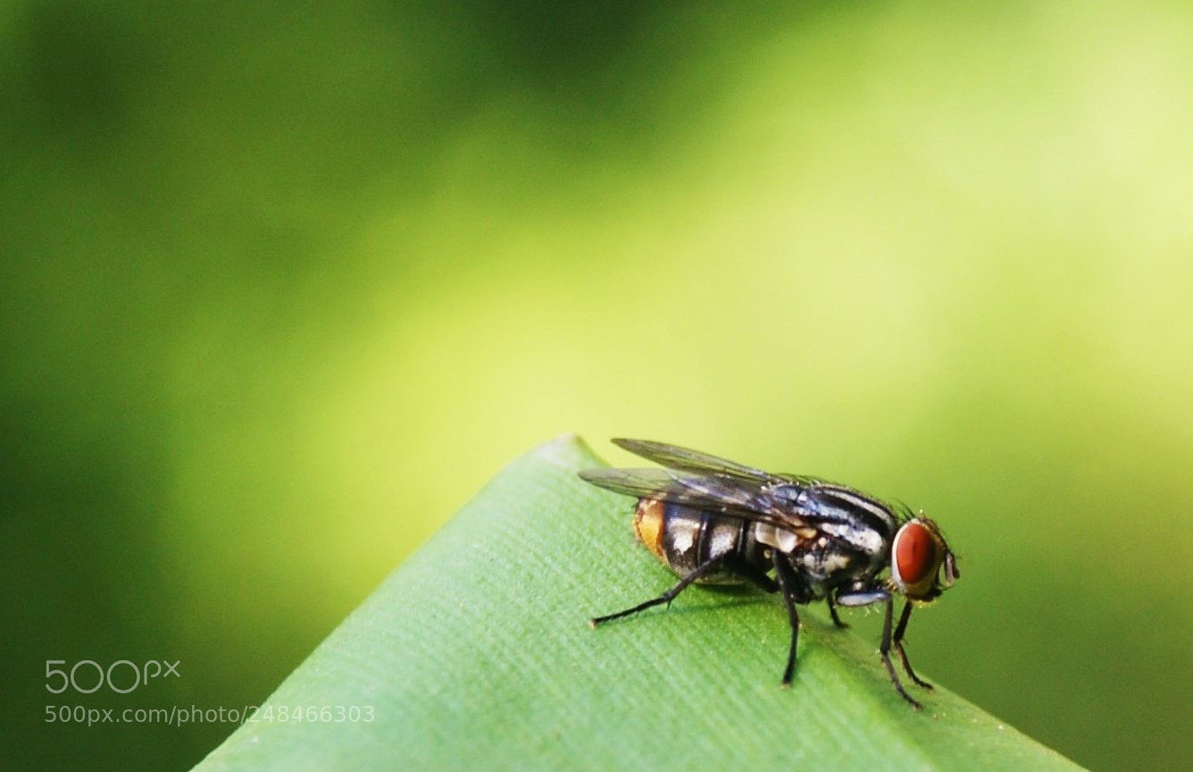 Sony Alpha DSLR-A230 sample photo. Mosca photography