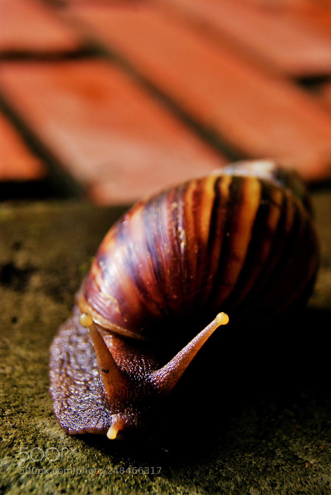 Sony Alpha DSLR-A230 sample photo. Caracol photography