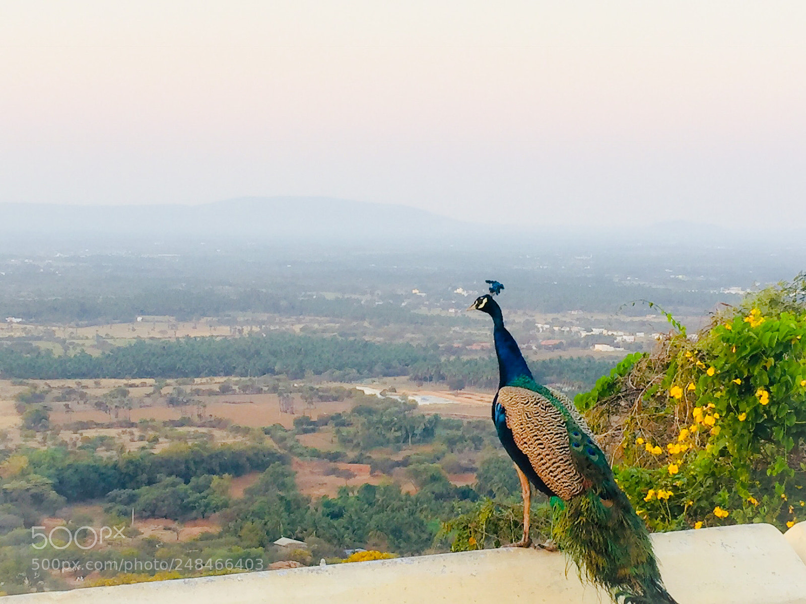 Apple iPhone 6 sample photo. #peacock photography