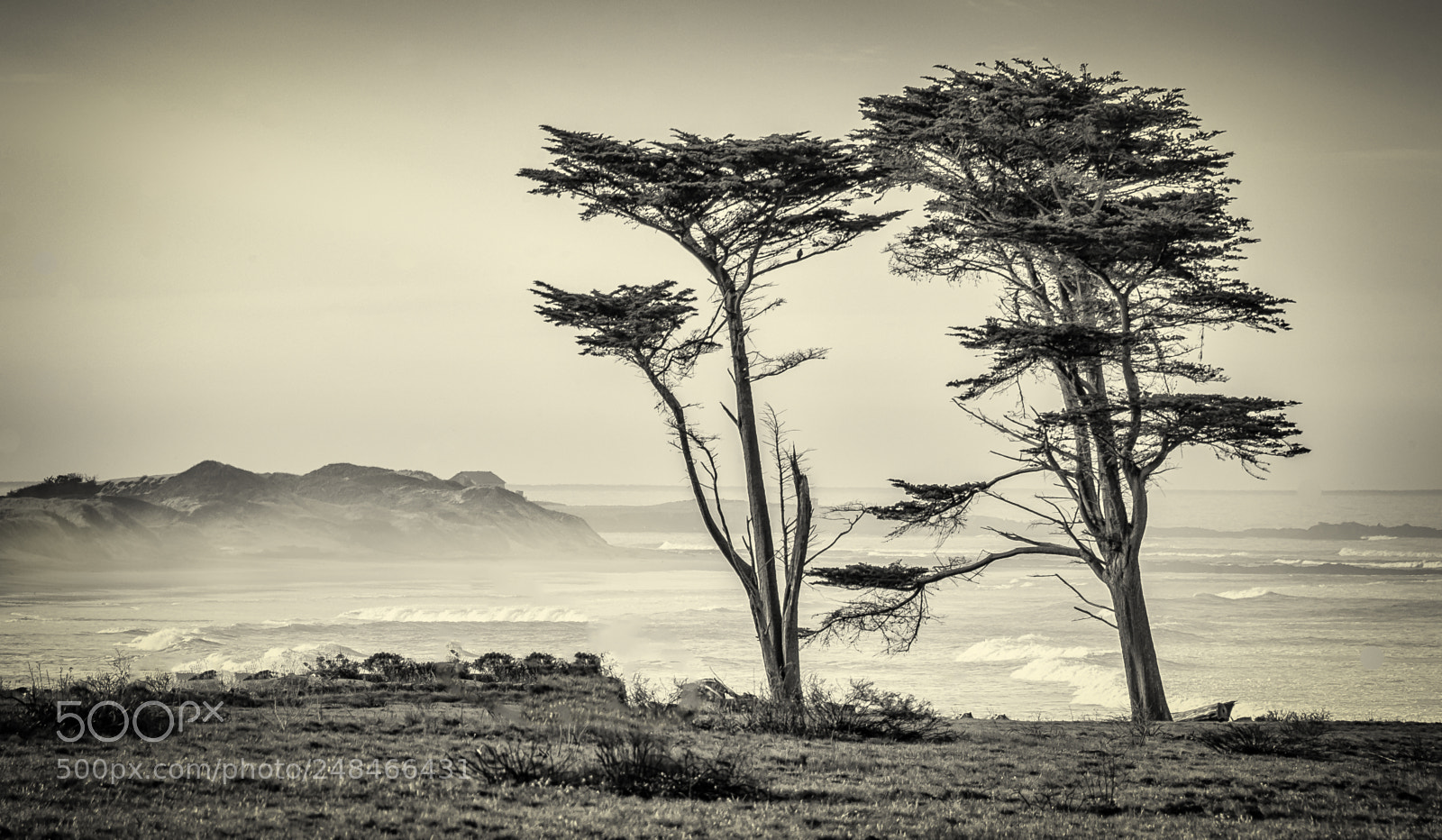 Nikon D600 sample photo. Ano nuevo photography