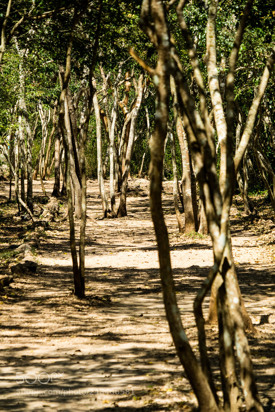 Canon EOS M3 sample photo. Pathway photography