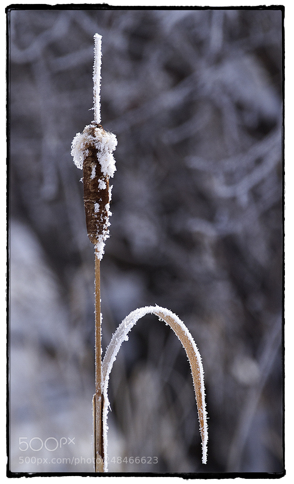 Canon EOS 7D sample photo. Frost on the cattail. photography