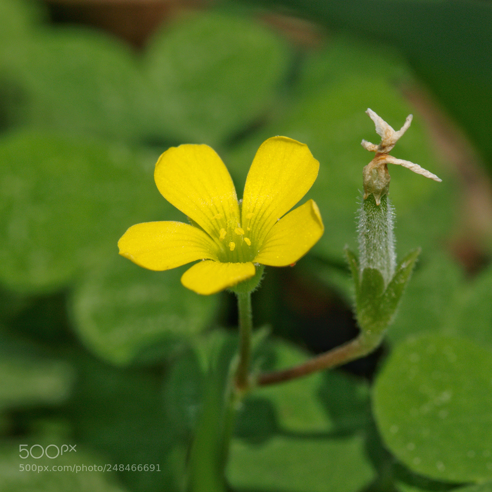Canon EOS 7D Mark II sample photo. Flower and... photography