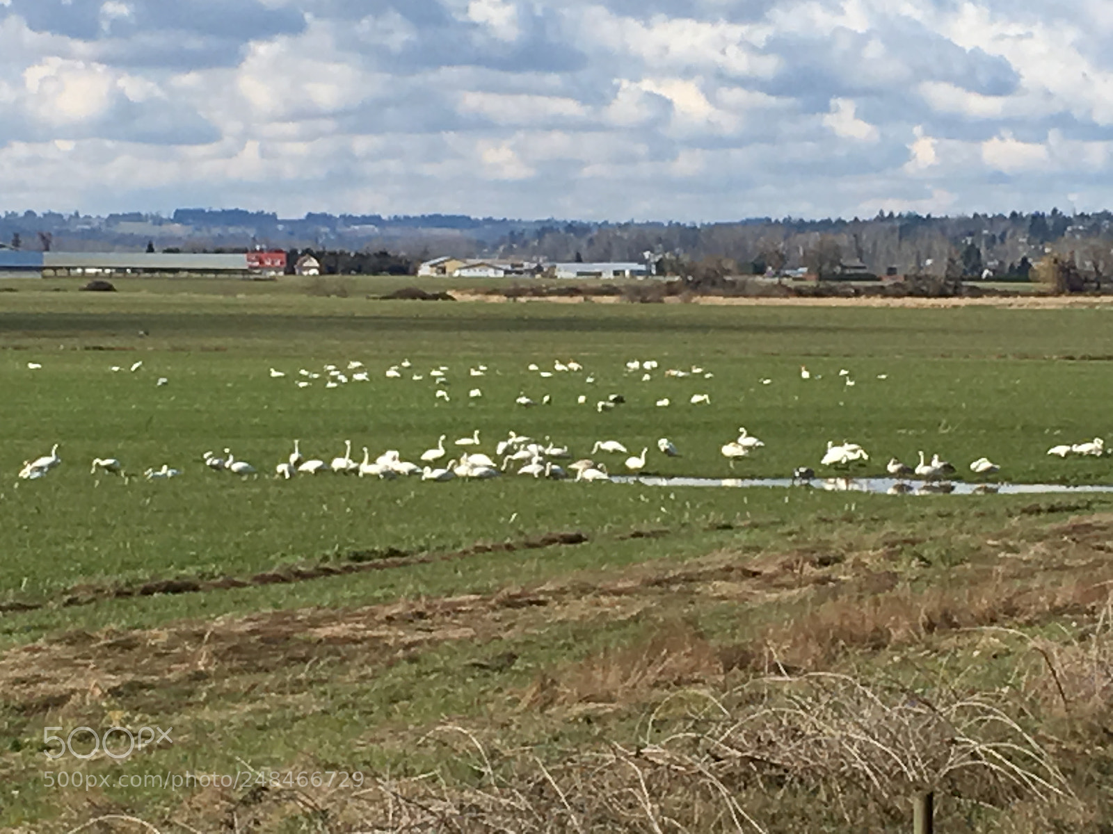 Apple iPhone 6s Plus sample photo. Snow geese feeding near photography