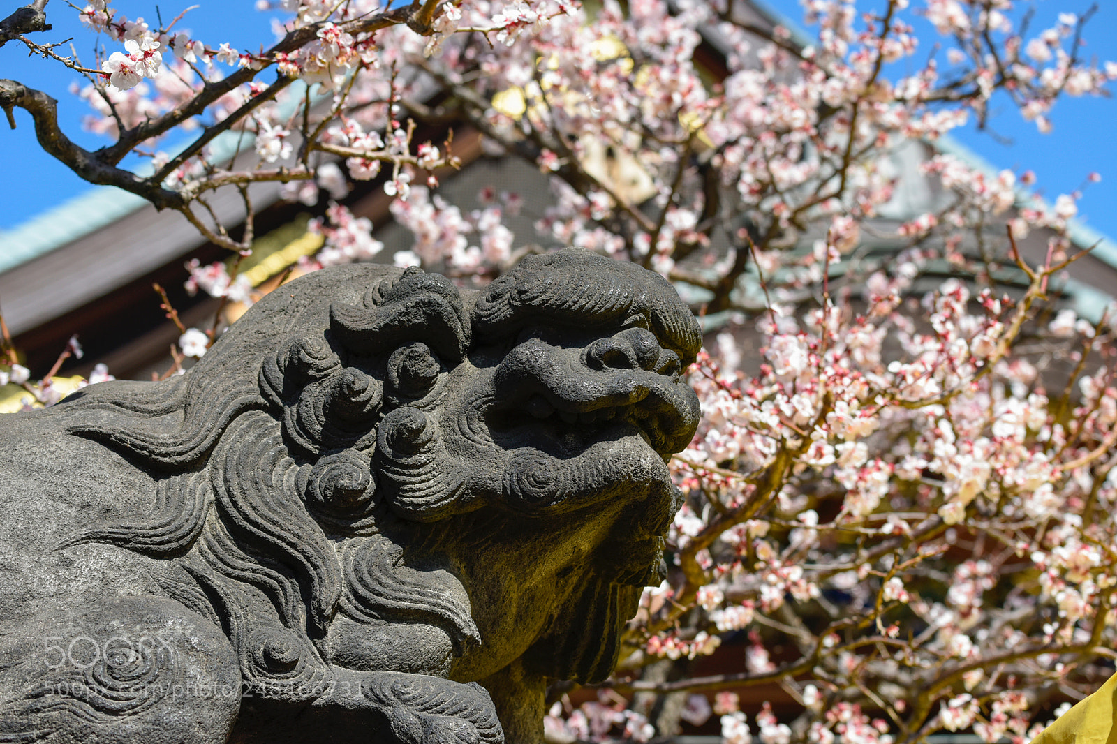 Nikon D810 sample photo. Beauty guardian photography