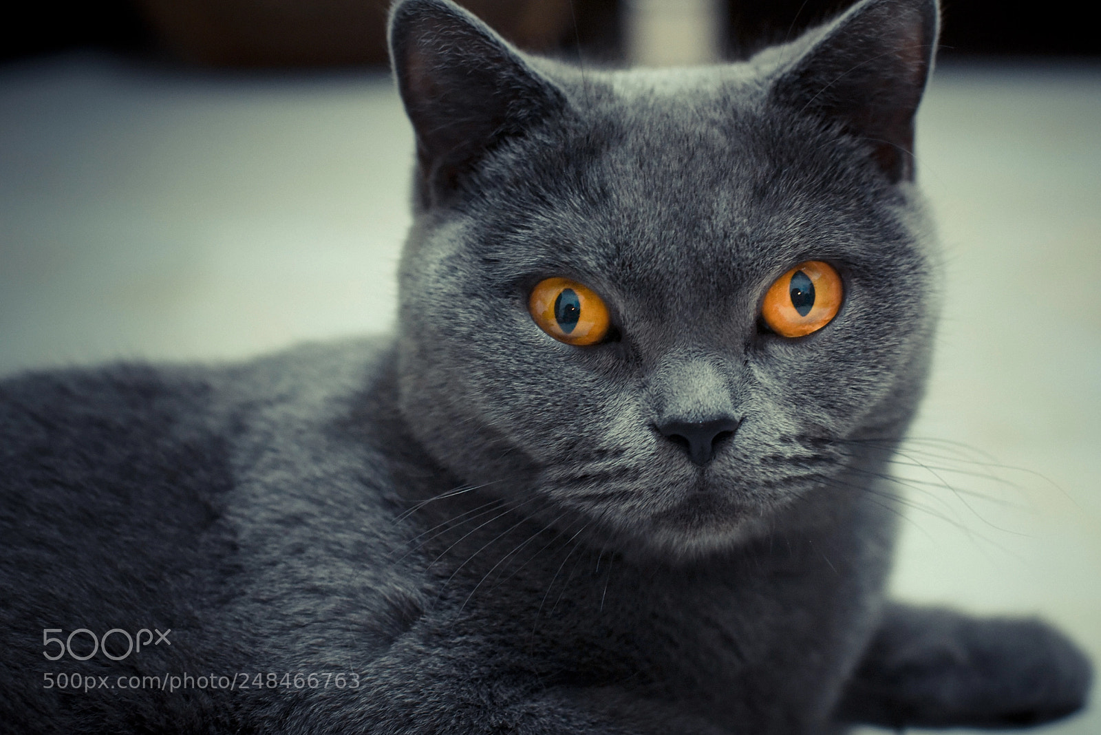 Nikon D810 sample photo. Untitled photography