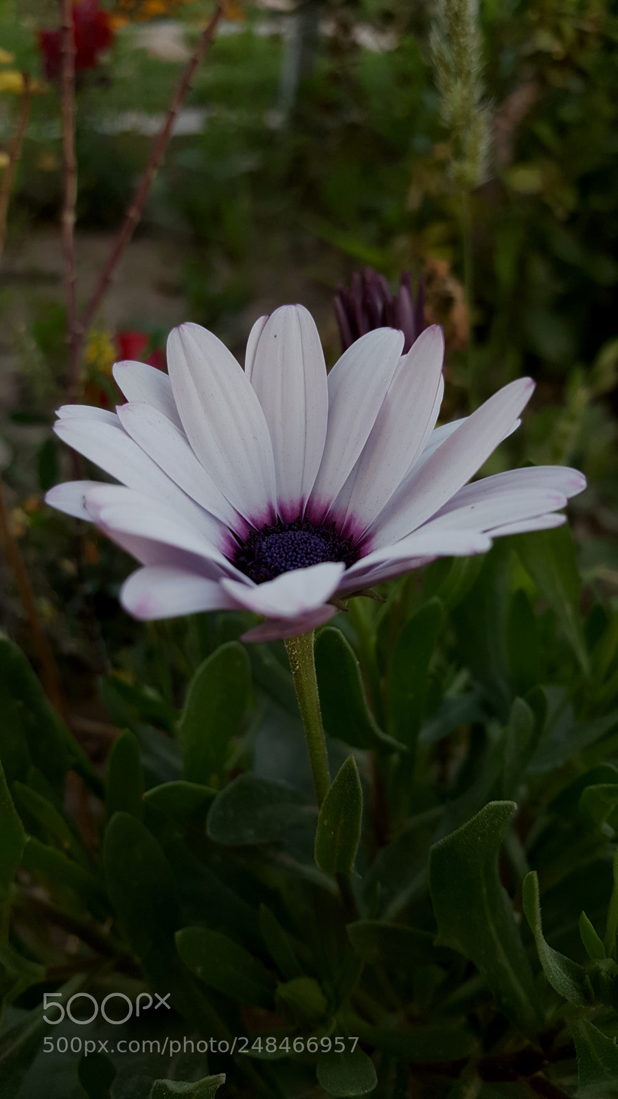 Samsung Galaxy Note5 sample photo. Untitled photography