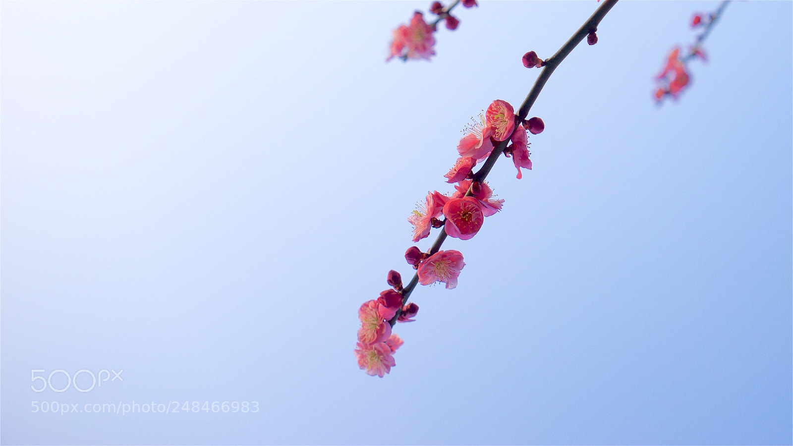 Sony a7 sample photo. Wintersweet photography