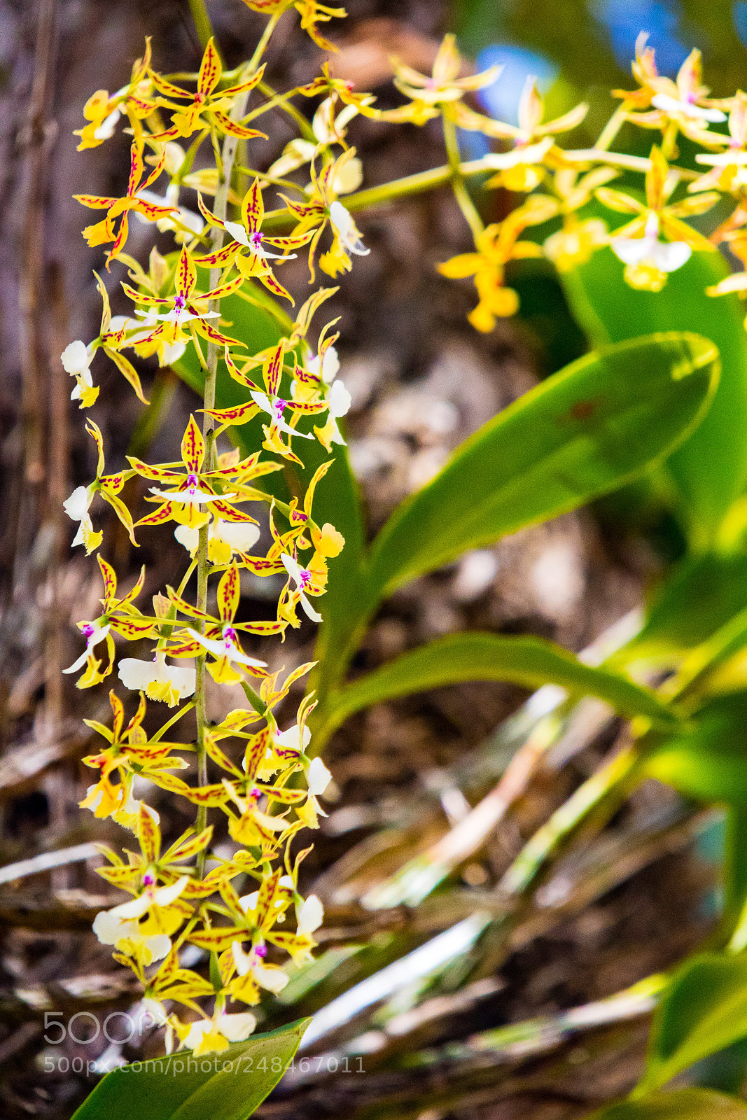 Canon EOS M3 sample photo. Orchid photography