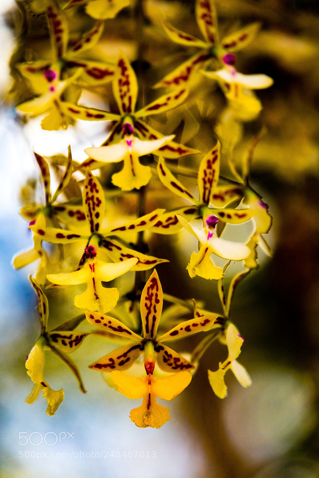 Canon EOS M3 sample photo. Orchid photography