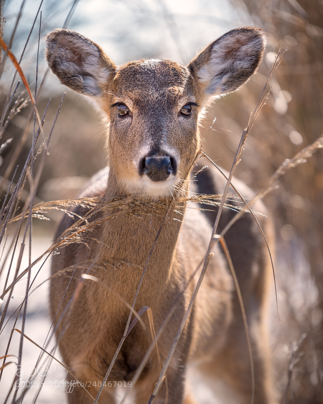 Nikon D810 sample photo. Deer on the island photography