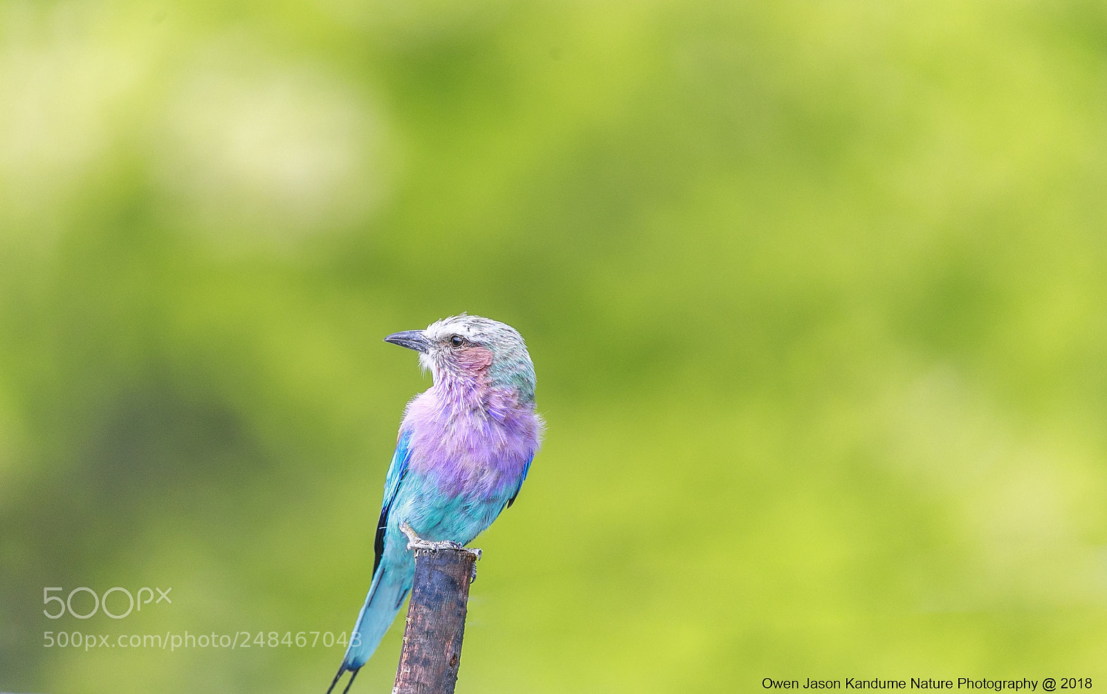 Canon EOS-1D X Mark II sample photo. Lilac breasted roller photography