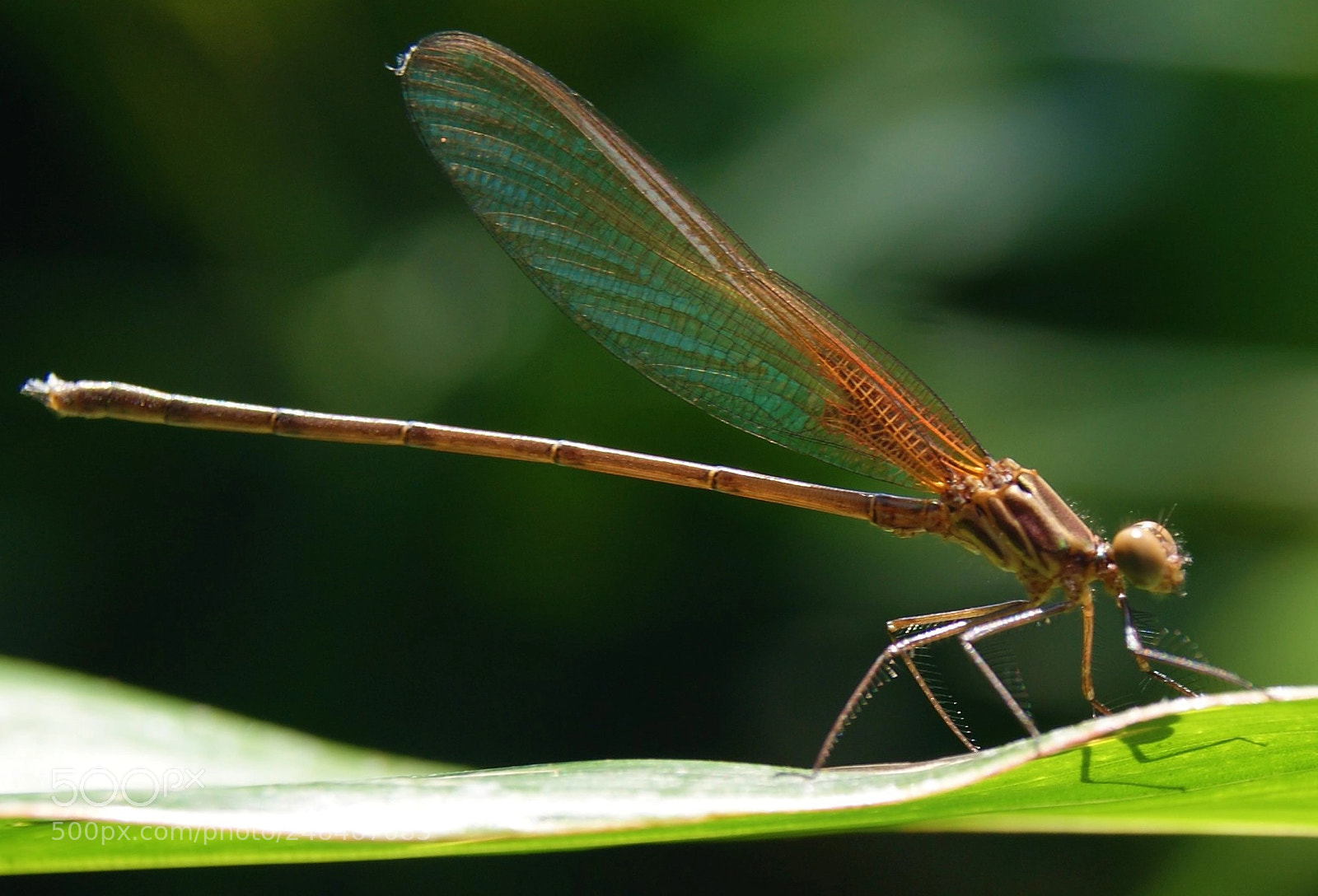 Sony Alpha DSLR-A230 sample photo. Libelula photography