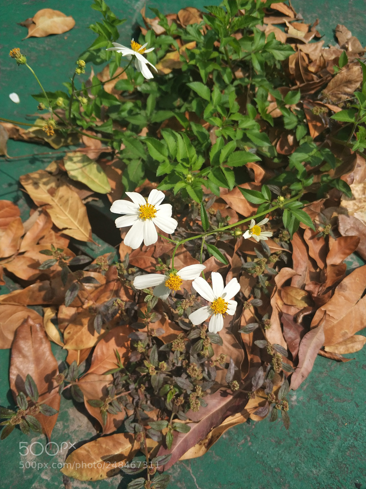 Xiaomi MI6 sample photo. 路边野花 photography