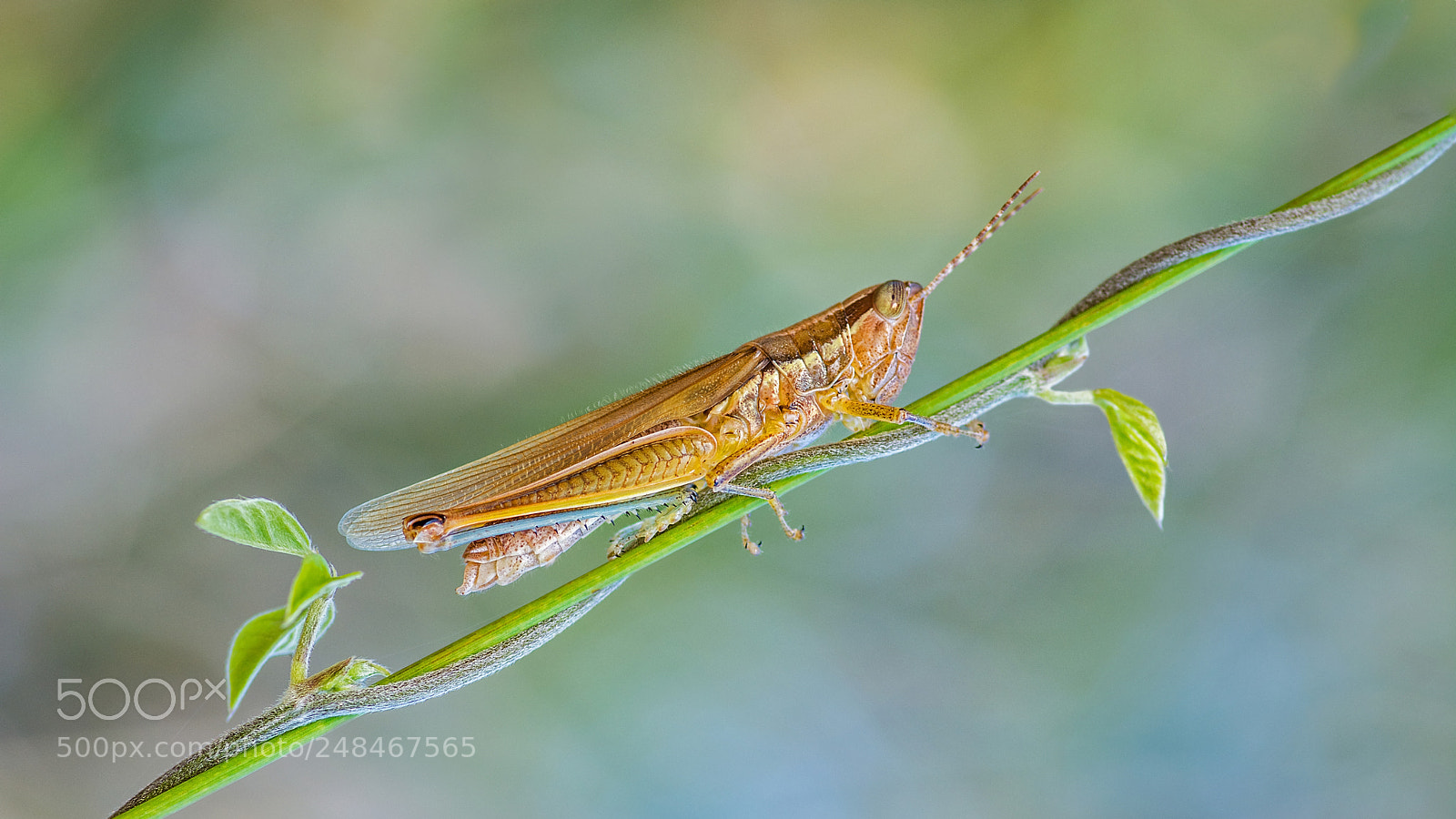Nikon D5200 sample photo. Creek grasshopper eastern toothed photography