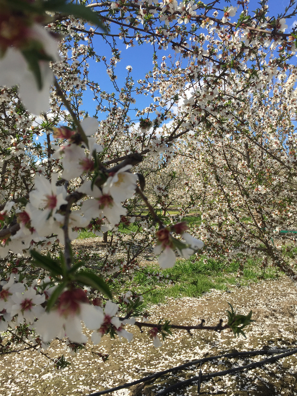 Apple iPhone 6 sample photo. Blossom trail central calif photography