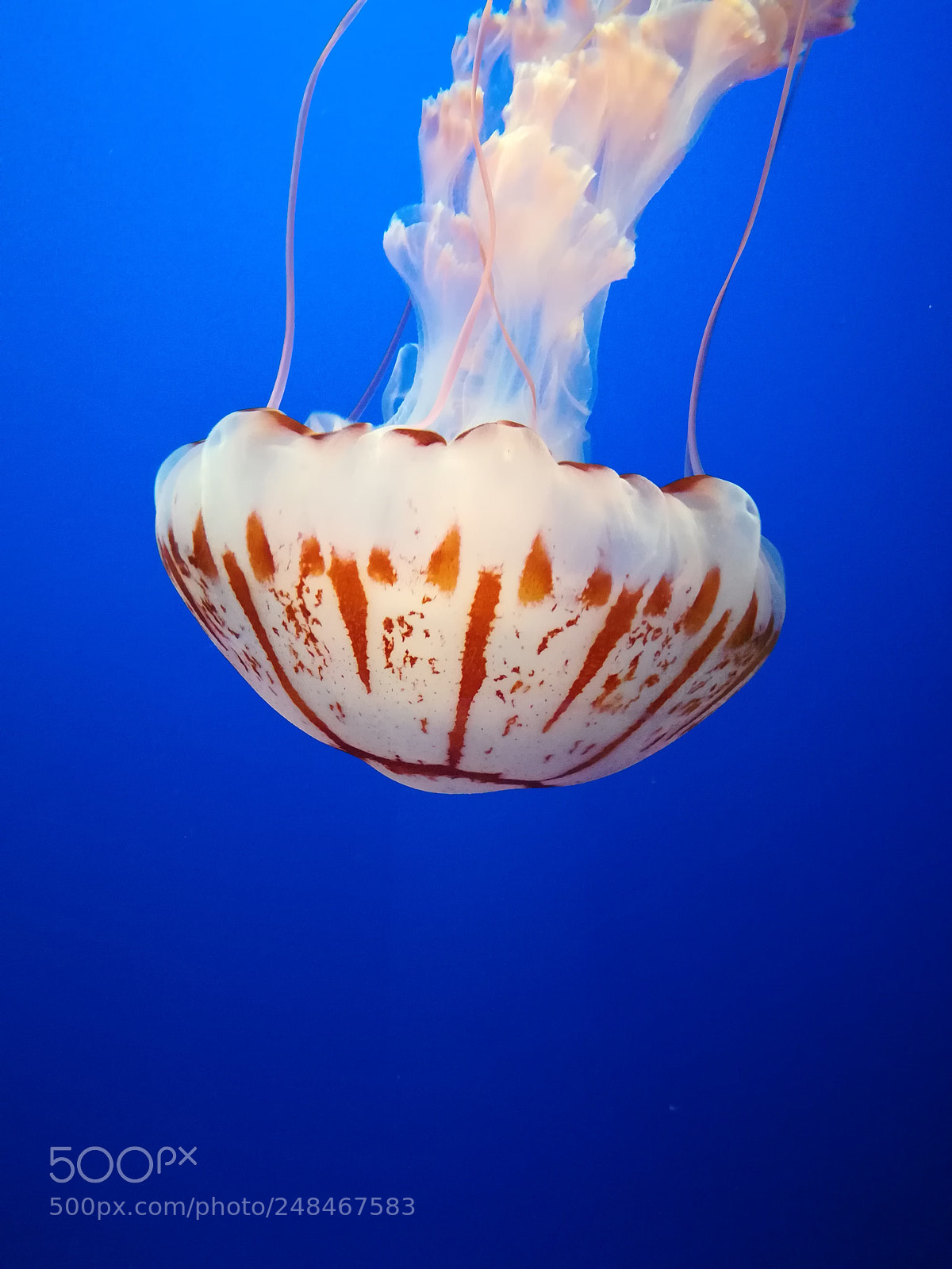 HUAWEI honor 6x sample photo. Jellyfish.. photography