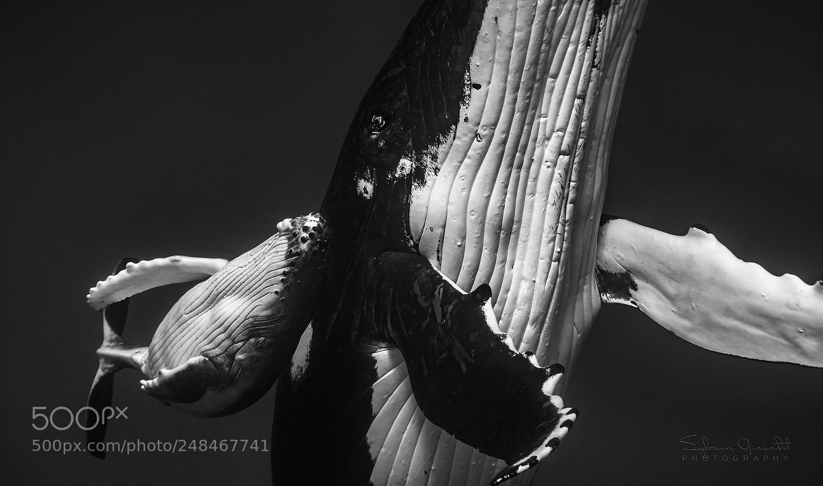 Nikon D800 sample photo. Baleine et baleineau photography