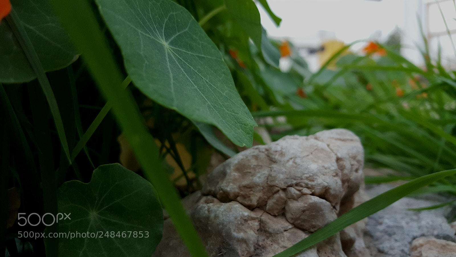 Samsung Galaxy Note5 sample photo. Untitled photography