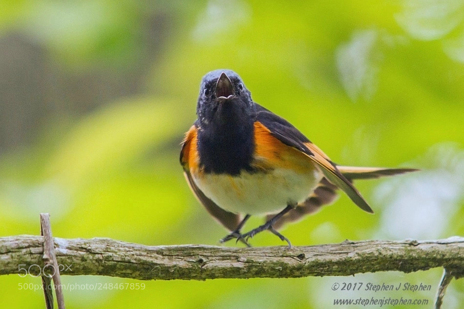 Canon EOS 7D sample photo. The original "angry bird"! photography