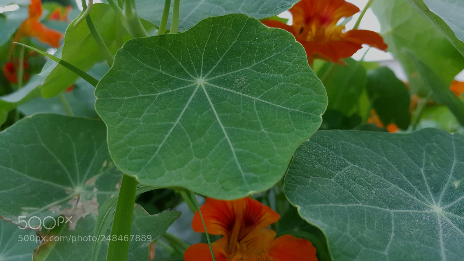 Samsung Galaxy Note5 sample photo. Untitled photography