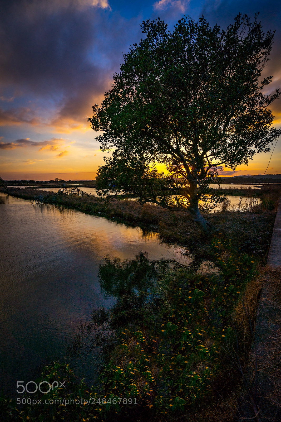 Sony a7 II sample photo. The burning tree of photography