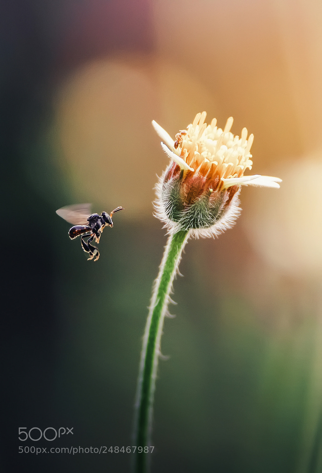 Canon EOS 7D Mark II sample photo. Light of wonderland photography