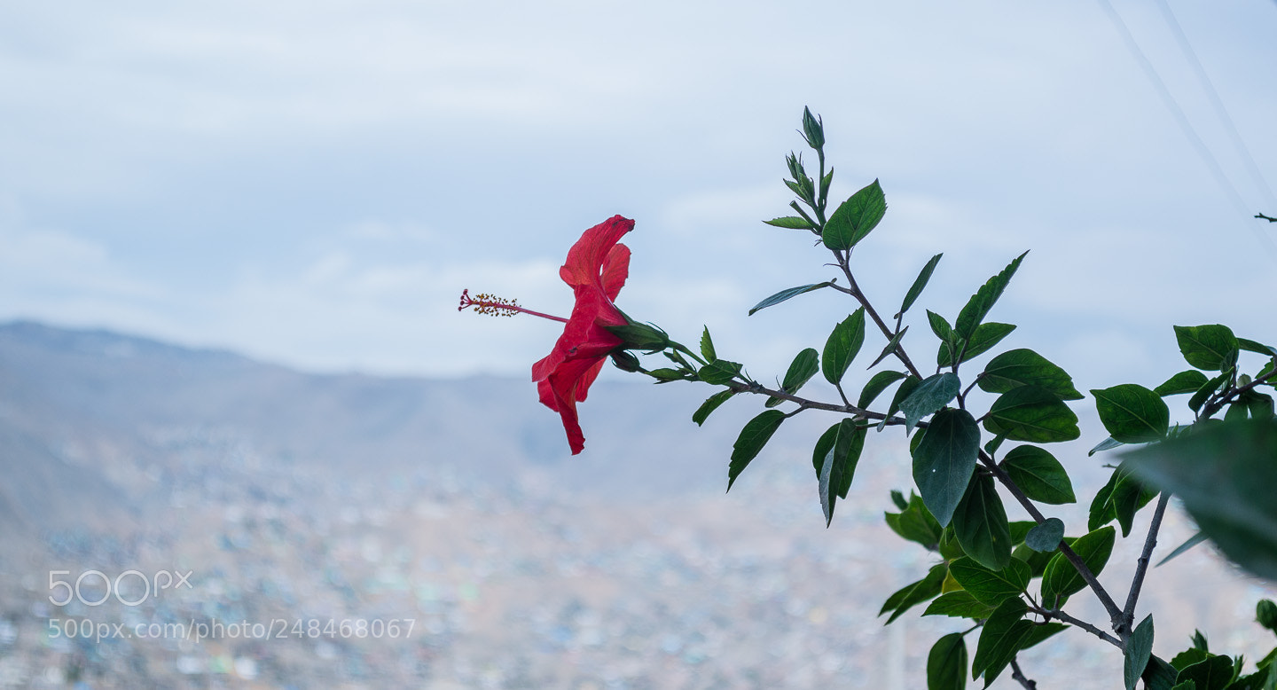 Nikon D3200 sample photo. Untitled photography