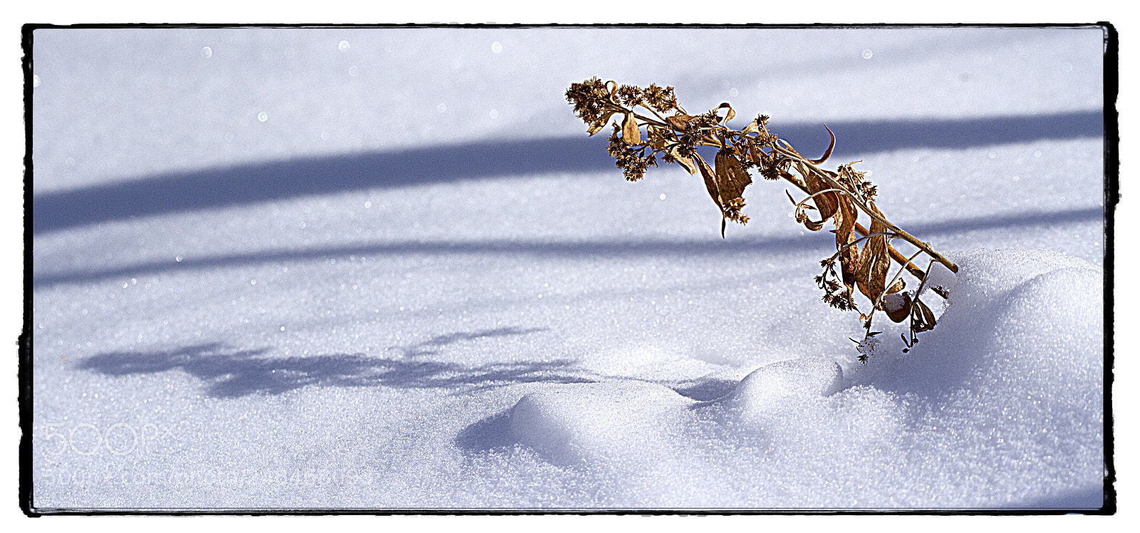 Canon EOS 7D sample photo. Dead plants shadow on photography