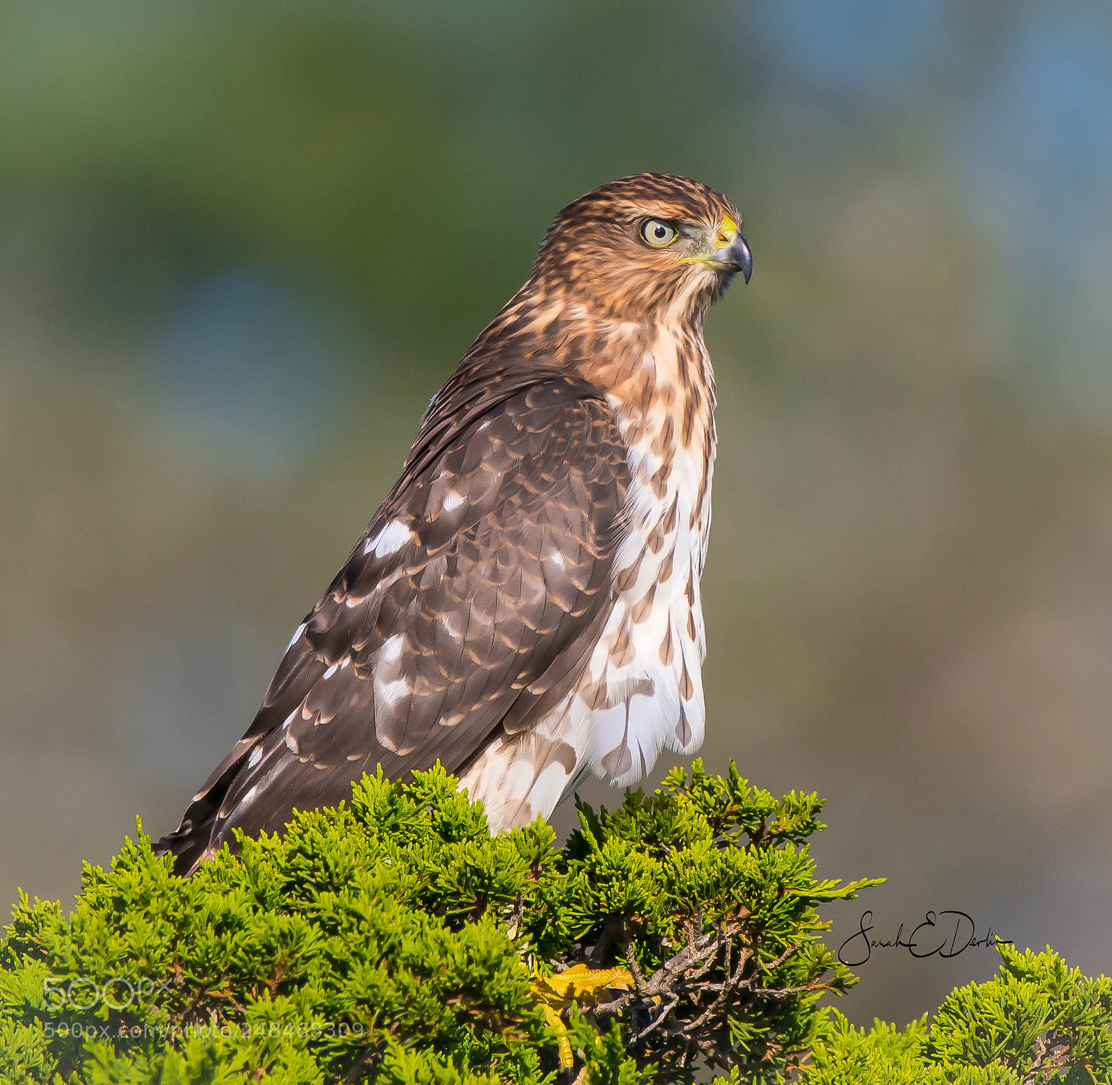 Nikon D500 sample photo. Cooper's hawk photography