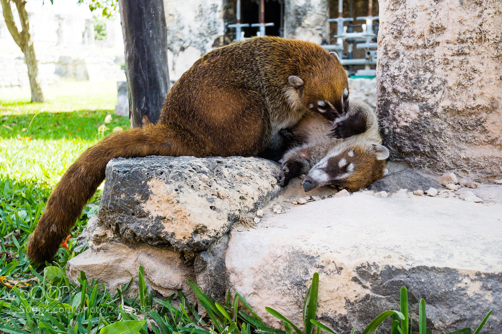 Canon EOS M3 sample photo. Coatis photography