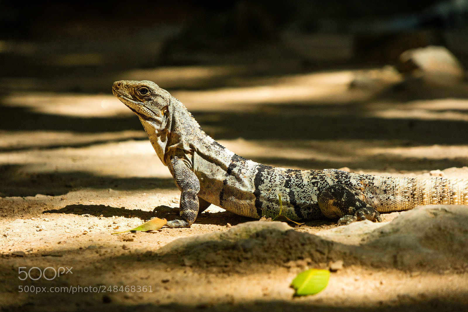 Canon EOS M3 sample photo. Lizard photography